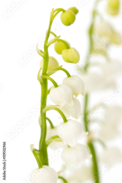 Fototapeta a sprig of lily of the valley on a white background