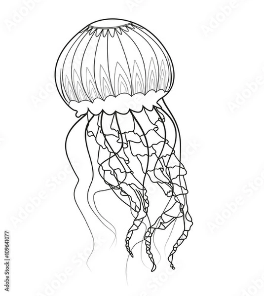 Fototapeta Black and white jellyfish vector, medusa in bianco e nero vettoriale