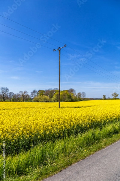 Fototapeta Strommast im Rapsfeld