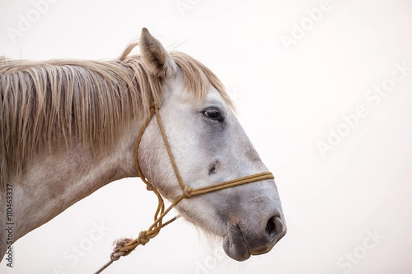 Fototapeta close-up horse