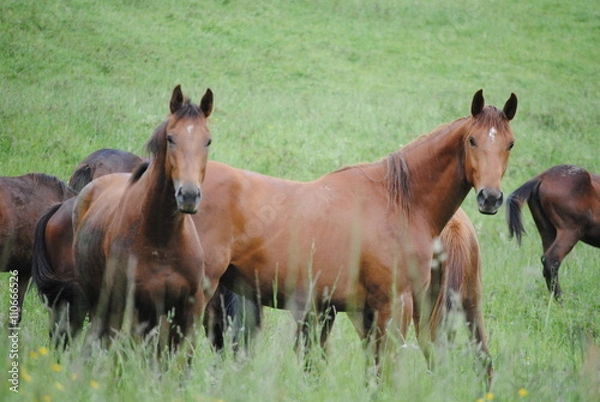 Fototapeta Chevaux