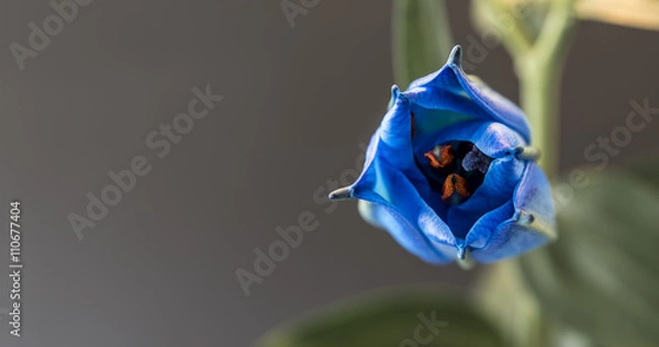 Fototapeta Blue Lilly, in the process of opening, against a grey background