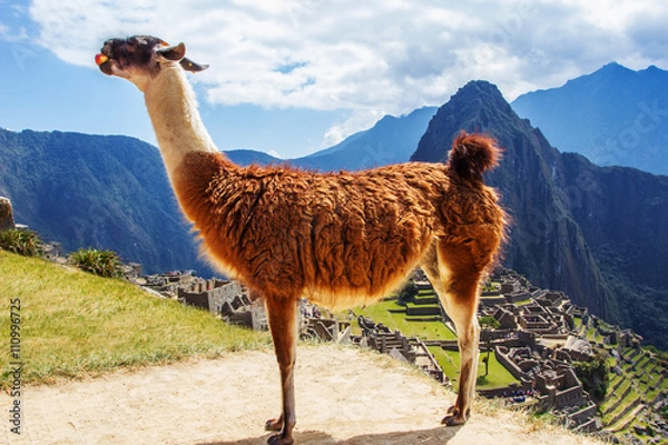 Fototapeta Lama at Machu Picchu, Incas ruins in the peruvian Andes at Cuzco Peru