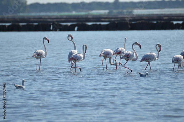 Fototapeta flamencos en las salinas