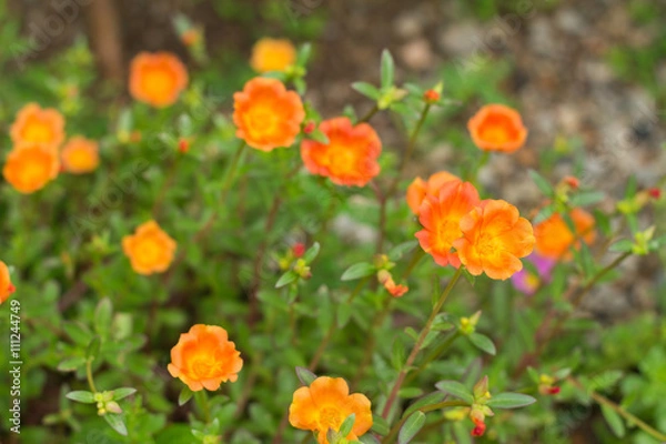 Fototapeta Pussley Flower or Moss Rose