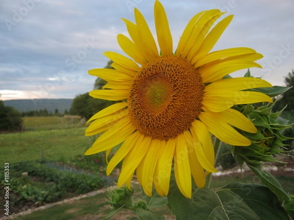 Fototapeta tournesol 2