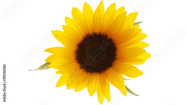 Obraz Sunflower