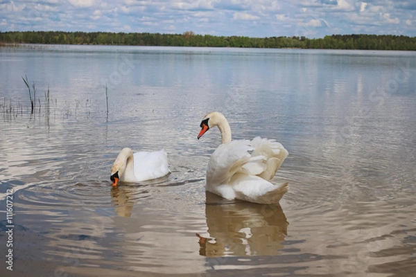 Fototapeta Couple of wild swans are looking for food. Bird is mirrored on the water surface (Pisochne ozero, Ukraine)