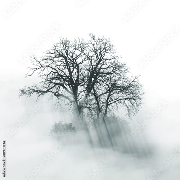 Fototapeta Lone Tree silhouette in foggy morning