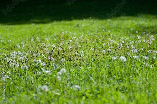 Fototapeta Green lawn at the park