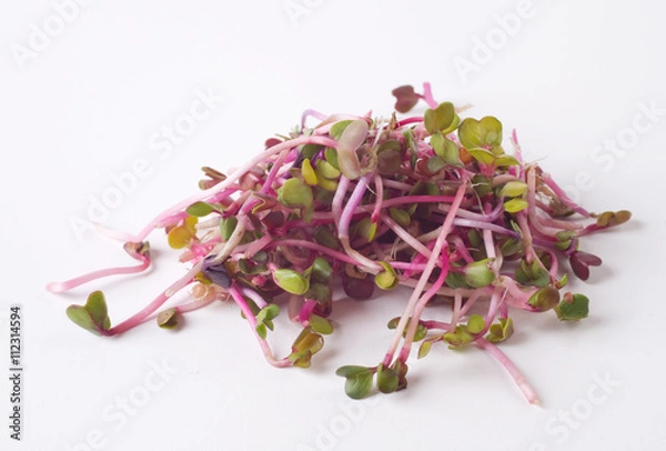 Fototapeta Sprouts of radish