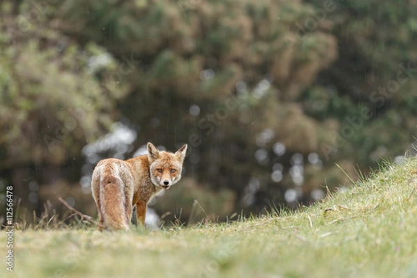 Fototapeta Red fox in nature in springtime