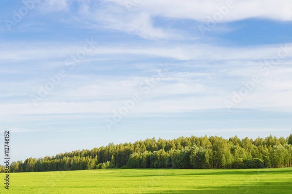 Fototapeta field of green ears and cloudy sky.