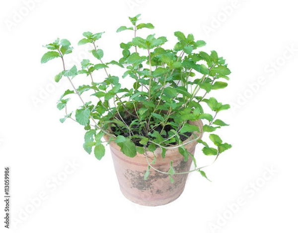 Fototapeta pepper mint in flower pot on white background