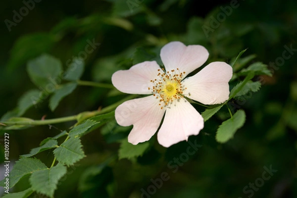 Fototapeta Flower / Closeup of a beautiful flower