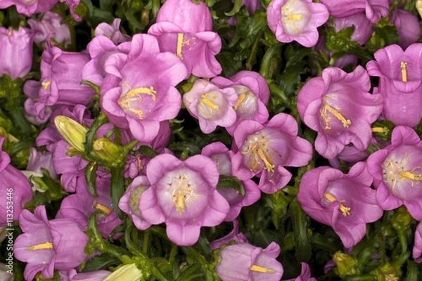 Fototapeta Closeup of a Canterbury Bells -Champion Pink- (Campanula medium) flower in a garden