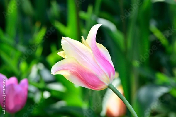 Fototapeta Bud of motley tulip in a garden