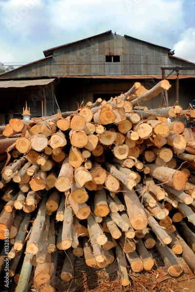 Fototapeta Sawmill. Felled trees, logs stacked in a pile.