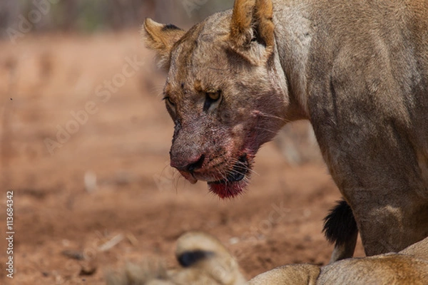 Fototapeta Angola-Löwe (Panthera leo bleyenberghi) im Chobe Nationalpark, Botswana