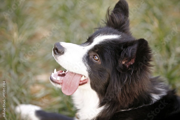 Fototapeta Shepherd