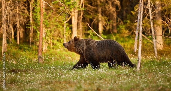 Fototapeta Brown bear in the forest