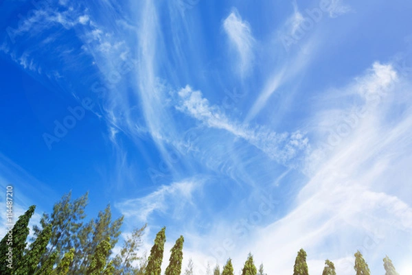 Fototapeta pine forest and perfect sky, blue sky background with streak clouds, Sunset with sun rays, sky with clouds and sun. 