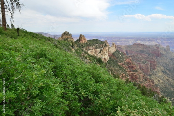 Fototapeta The North Rim of the Grand Canyon in June.