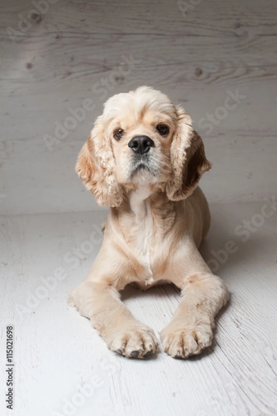 Fototapeta Cocker spaniel lying on light background.