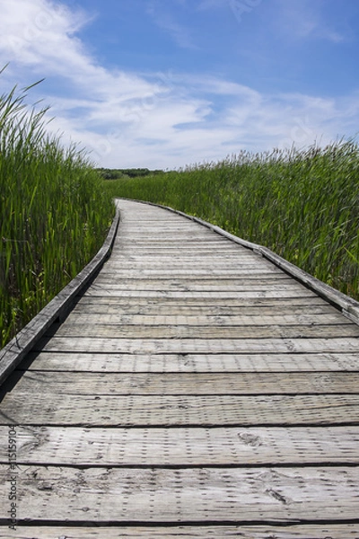 Fototapeta Boardwalk in a Marsh Surrounded by Cattails 