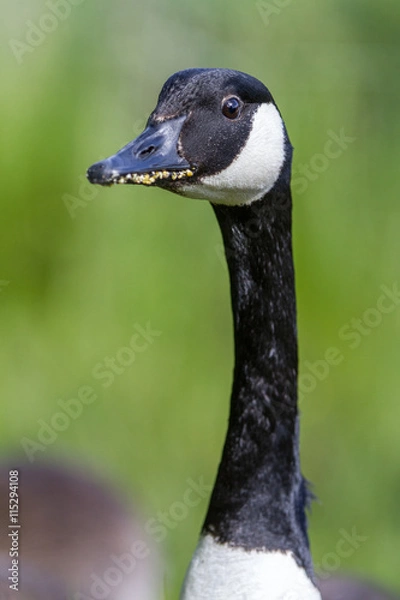 Fototapeta Canada Goose head against a natural green background