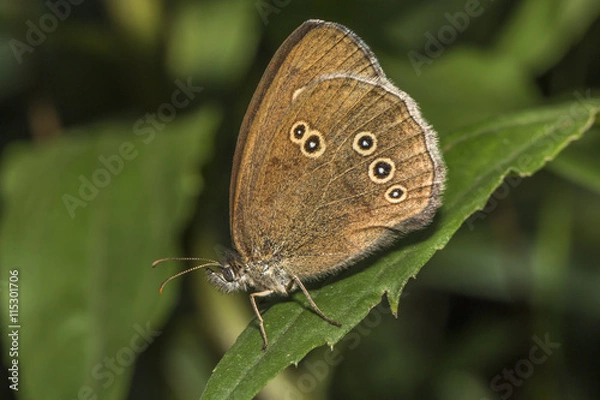 Obraz Brauner Waldvogel (Aphantopus hyperantus)