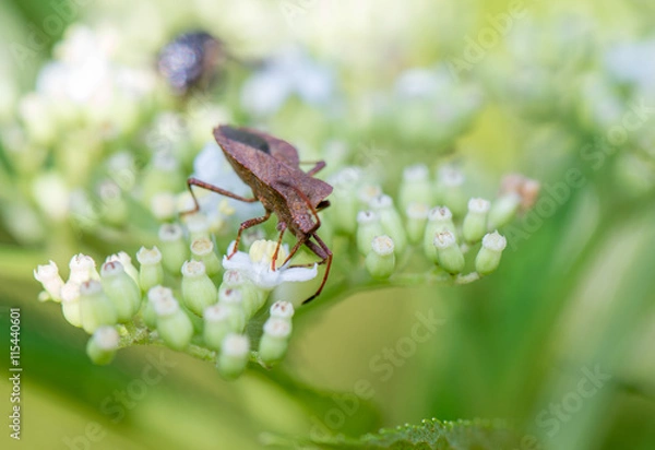 Obraz bug, brown, closeup, isolated, photo, hemiptera, imago, macro 