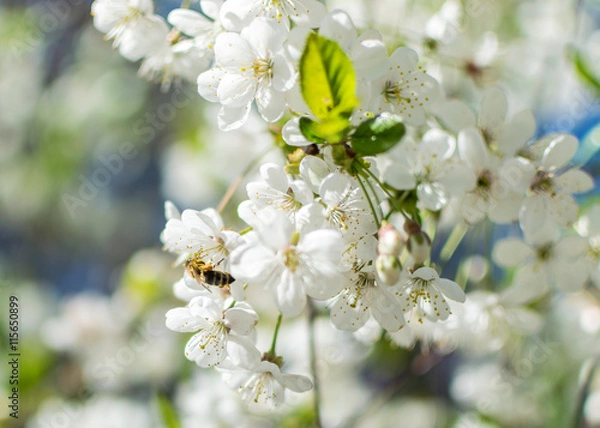 Fototapeta Fruit tree branch close-up. Spring bright flowers. 