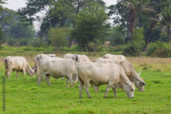 Fototapeta cows grazing in green pastures with their herds.