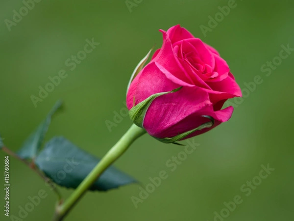 Fototapeta Close-up view of a Pink Hybrid T Rose