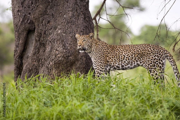 Fototapeta Leopard resting in the green at Kruger national park, South Afri