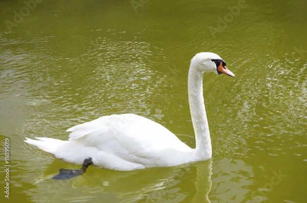 Fototapeta Swan swimming