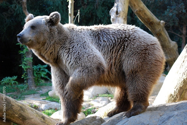 Fototapeta La pause de l'ours