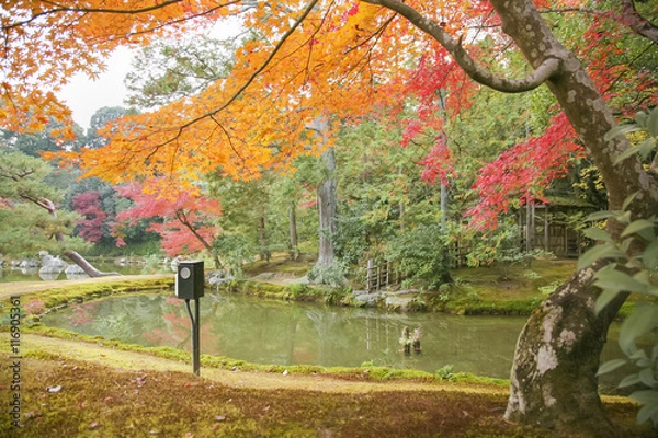 Fototapeta Autumn in Japan