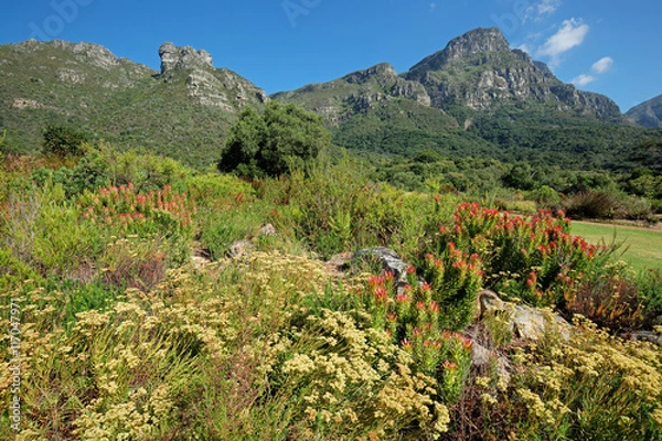 Obraz Kirstenbosch botanical gardens against the backdrop of Table mountain, Cape Town, South Africa.