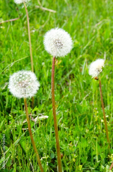 Fototapeta Closeup of dandelion outdoors over green grass