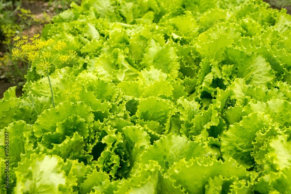 Fototapeta fresh lettuce from her garden