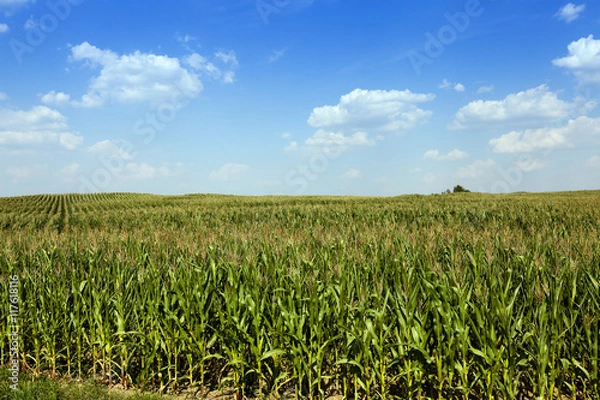 Fototapeta Corn field, summer