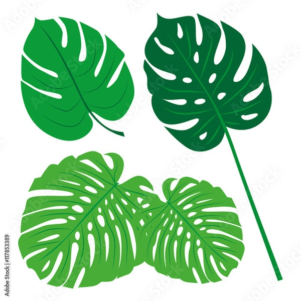 Fototapeta Tropical Leaves Collection on isolate vector. Beautiful Set. Vector illustration. Eps 10.