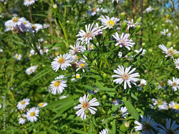 Fototapeta Beautiful wild white chamomile flowers/Beautiful wild white chamomile flowers