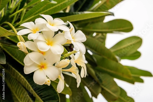 Fototapeta Plumeria or Frangipani flowers white