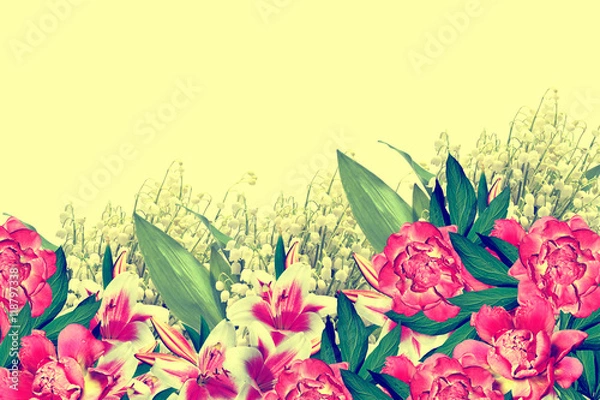 Fototapeta peony flowers isolated on white background.