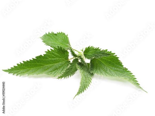 Fototapeta Nettle on white