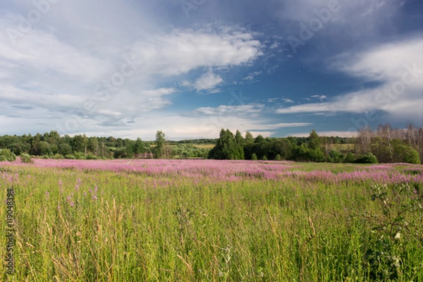 Fototapeta Green meadow with blooming willow-herb tea