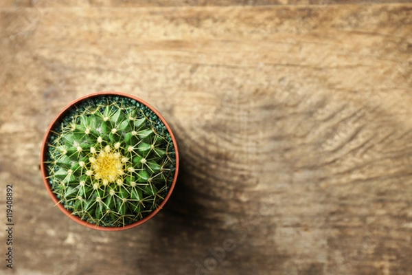 Fototapeta Small cactus in pot on wooden background, top view